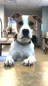 Brown and white mutt dog with his front paws on the counter